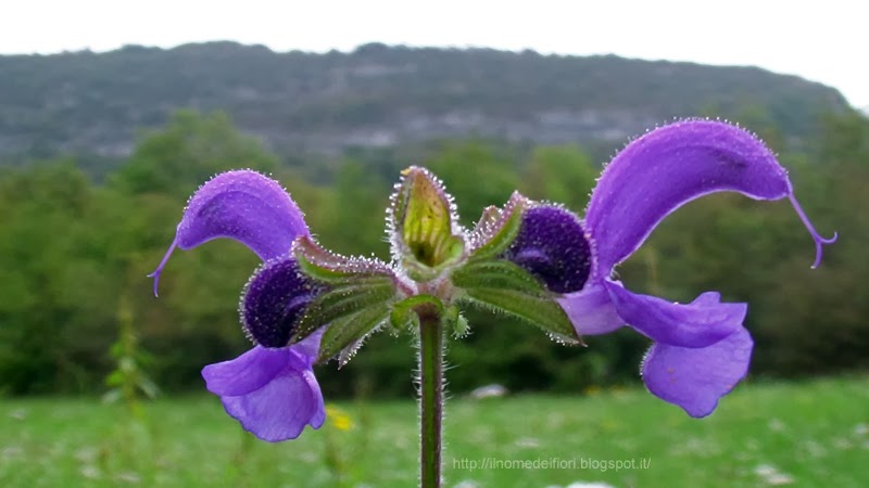 fiori-viola-forma-di-bocca