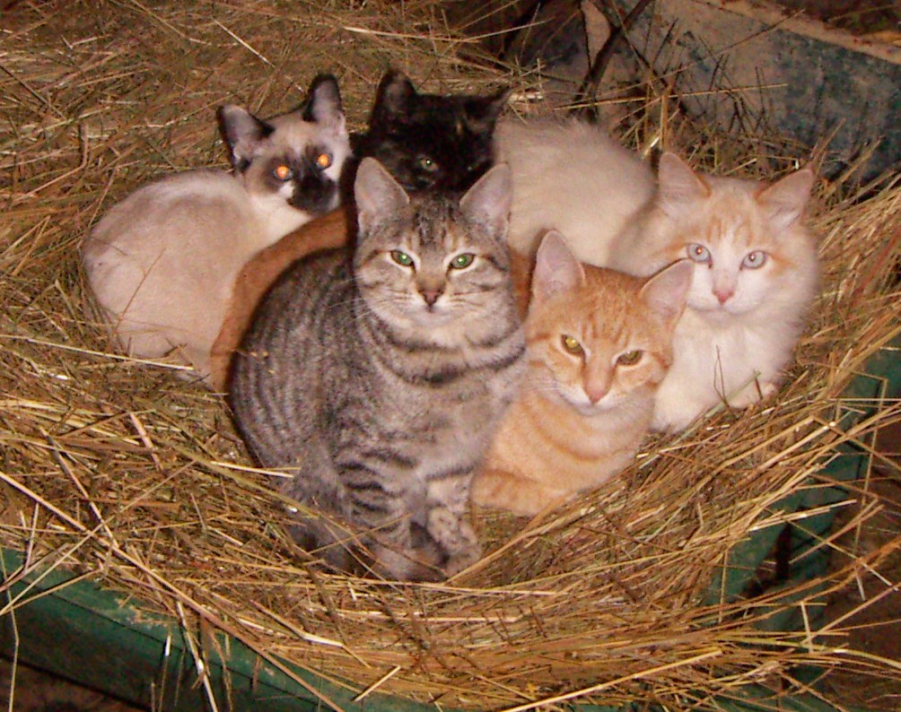 Ten Lives Club Cat Adoption Group TEN LIVES CLUB BRICK CAMPAIGN "KICKS