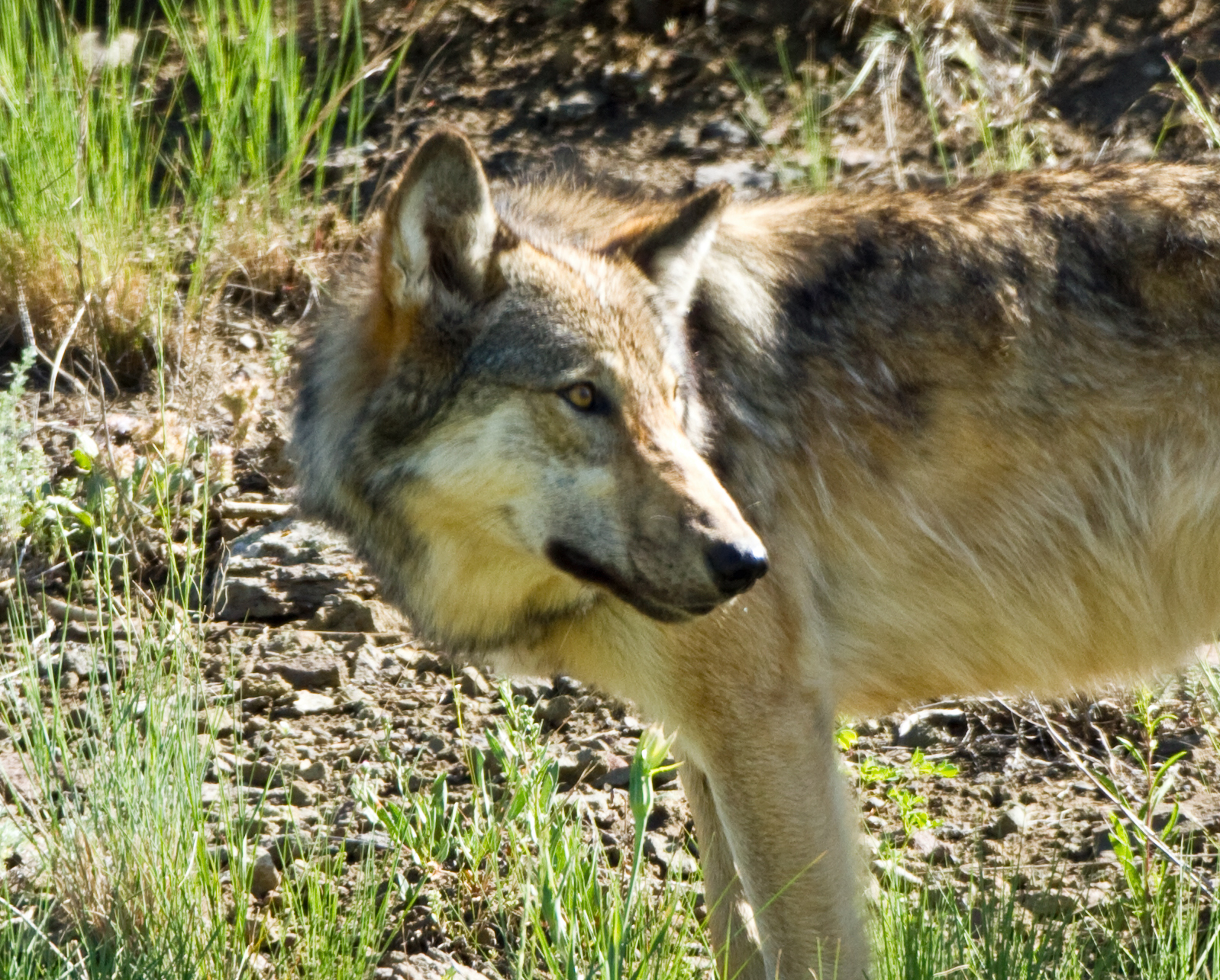 Photos by David Douglas: Yellowstone Wolves