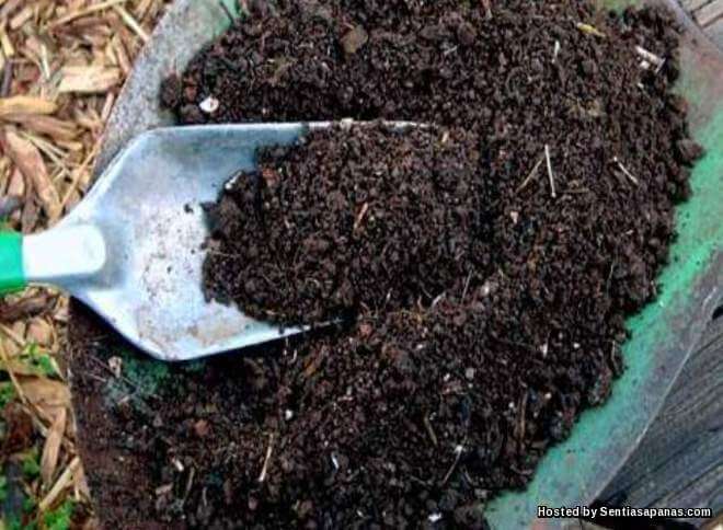 Cara Mudah Membuat Tanah Kompos