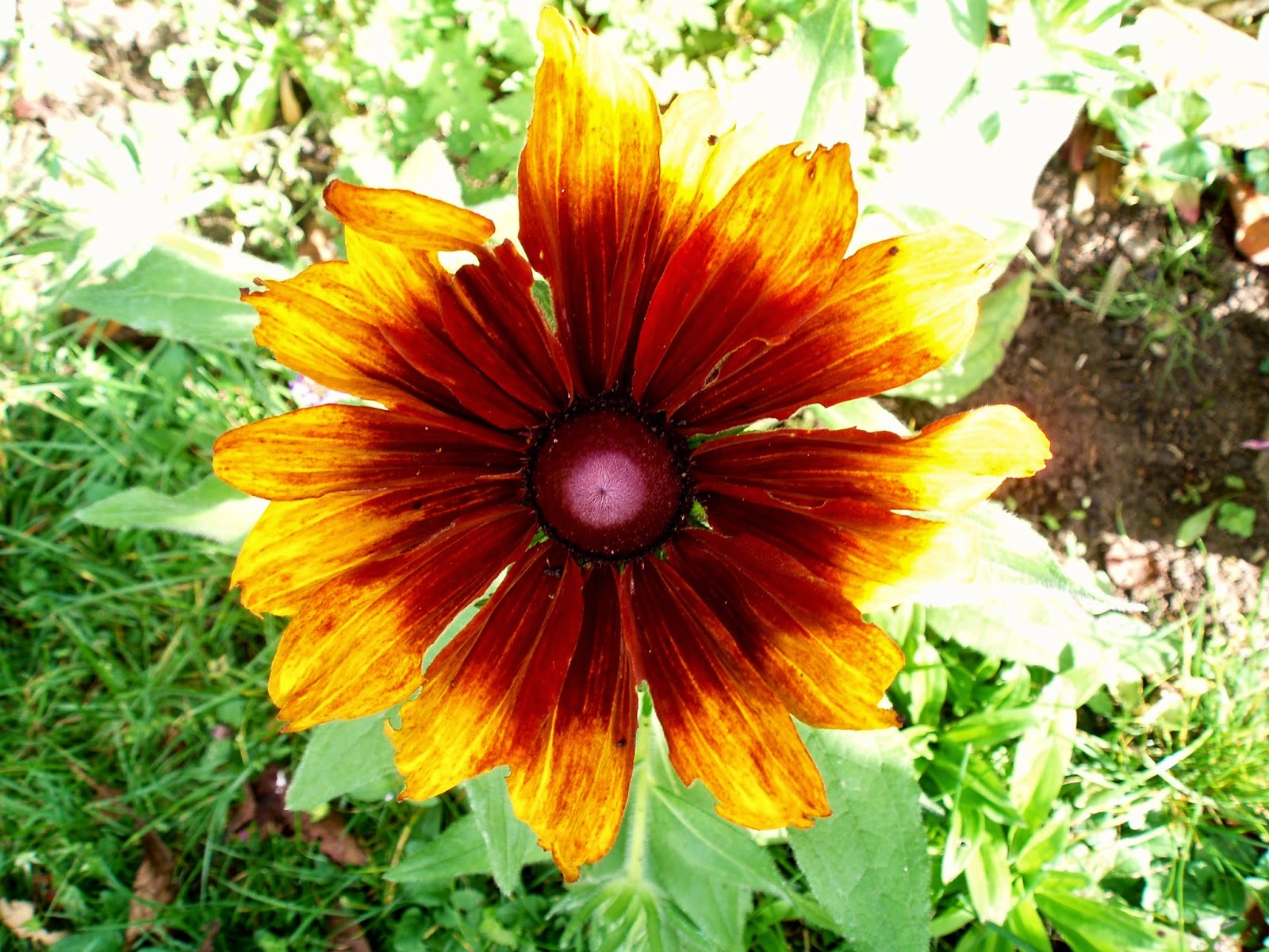 PAMELAPOPO Fleurs du mois de septembre