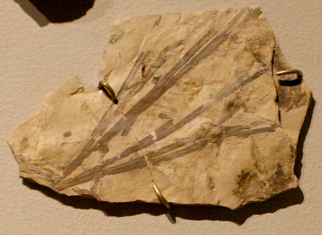 Louisville Fossils and Beyond Sphenobaiera Plant Fossil from South Africa