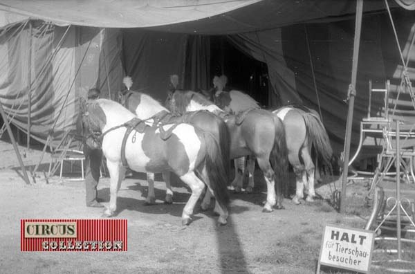 les  grans poneys du Cirque Barum Kreiser  en coulisse avant de rentrer dans le manège 