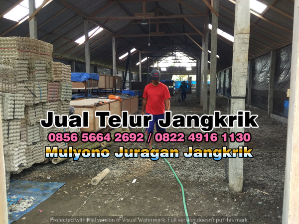 Jual Bibit Jangkrik Kirim ke Kota Surabaya 085656642692