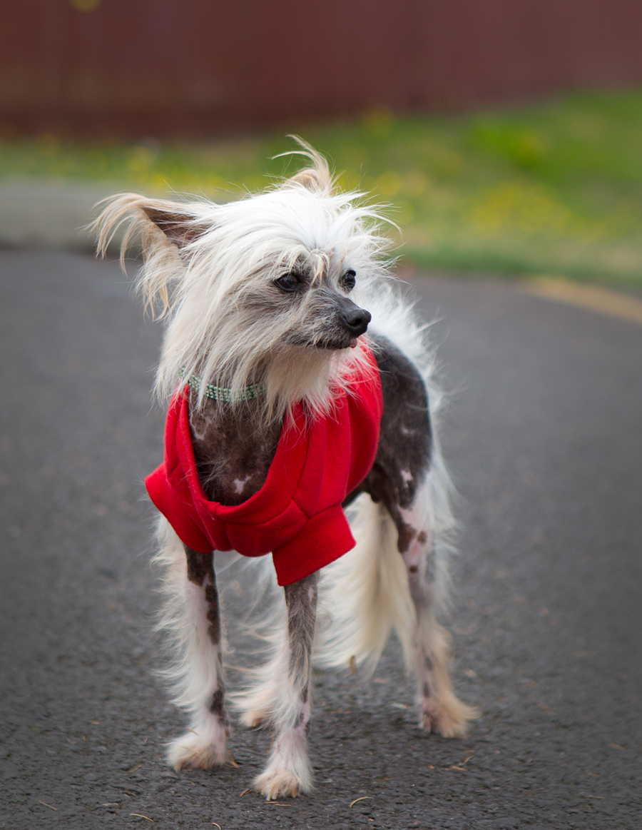 Shelter Dogs of Portland "PITA BREAD" a pita pocket Chinese Crested