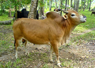 Gambar sapi aceh - sapi pedaging lokal usahaternak