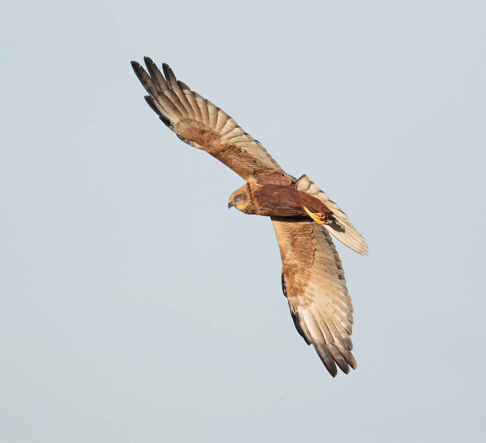 pewit male Marsh Harrier 2cy?