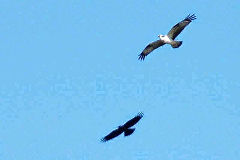 Sea Hawk, Crow, flying