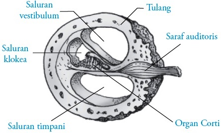 Fungsi koklea