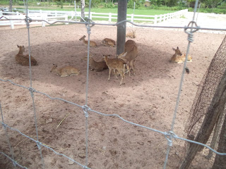 Nông trường Cừu Pattaya