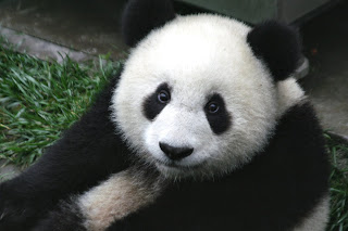 Cute Panda Bear HD Wallpaper