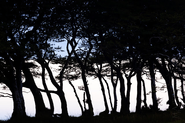 A group of trees stand in silhouette in Exmoor National Park by Martyn Ferry Photography