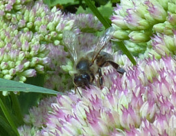 abeille sur sedum en fleur