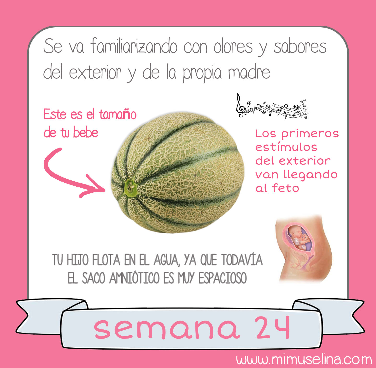 Medidas de bebe de 24 semanas de gestacion