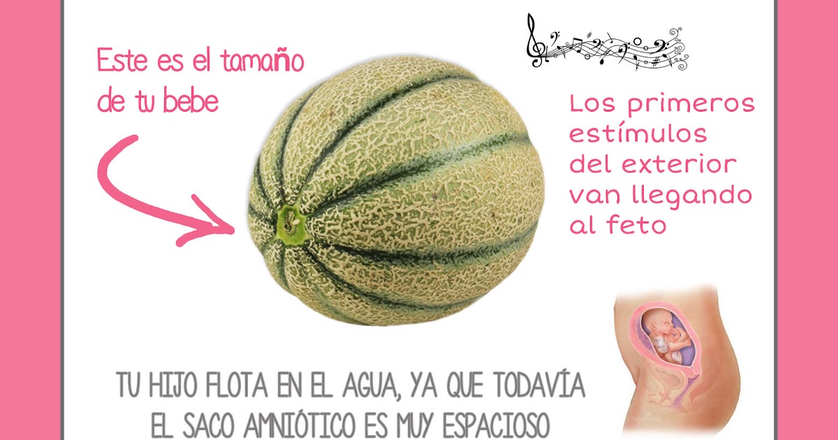 Medidas de bebe de 24 semanas de gestacion