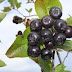 Aronia, the plant that costs almost € 1000 euros per kilogram is found throughout Albania