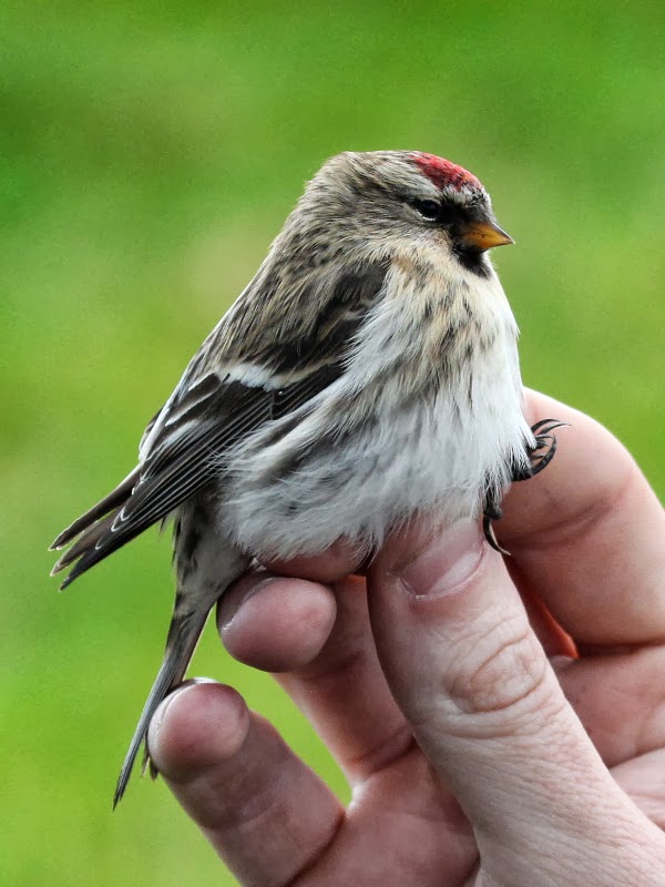 Mealy Redpoll