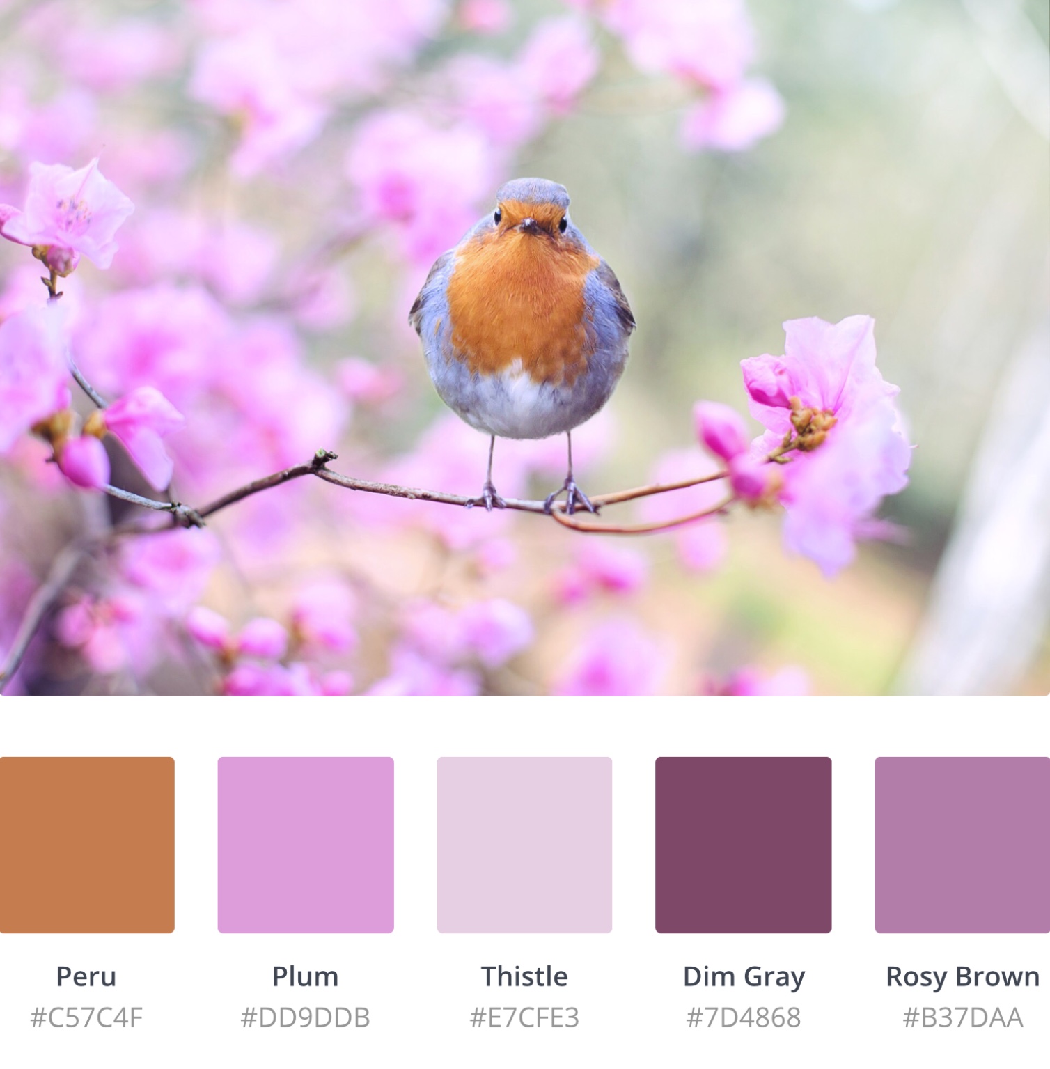 Color Palette Scheme Design Inspiration : Color Palette Scheme Design