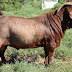 Kalahari Red Goat Characteristics, Origin & Uses Information