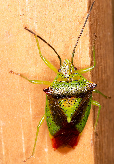 Hawthorn Shieldbug, Acanthosoma haemorrhoidale. In my garden light trap in Hayes on 13 June 2015 Hawthorn Shieldbug, Acanthosoma haemorrhoidale. In my garden light trap in Hayes on 13 June 2015