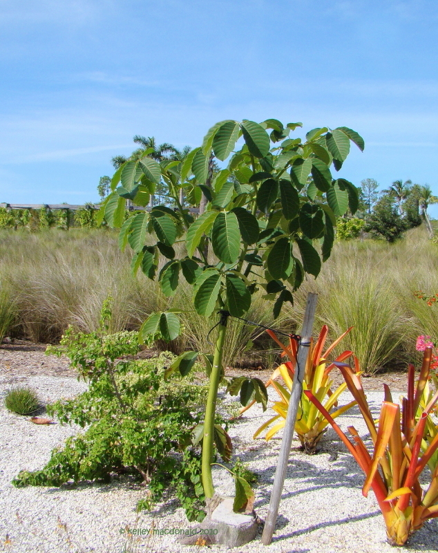 PlantWerkz Shaving Brush Tree Pseudobombax Ellipticum