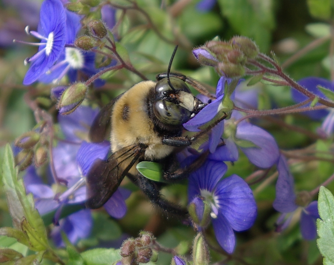 sweetbay Carpenter Bees and Blue Speedwell