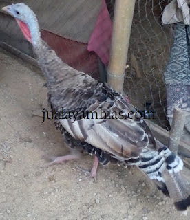 Kalkun Bronze Dewasa Betina