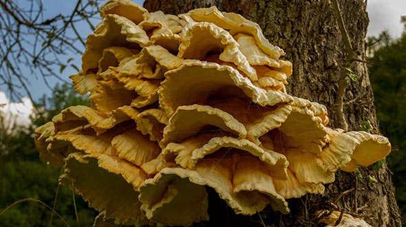 Laetiporus sulphureus mushrooms on dying tree trunk