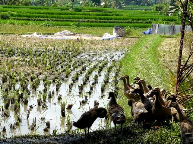 patos en arrozales de ubud