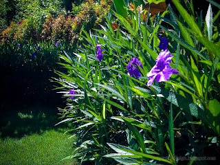 Fresh Purple Flowering Plants Of Ruellia Simplex In The Garden