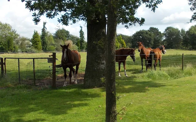 Foto met bruine paarden in het weiland