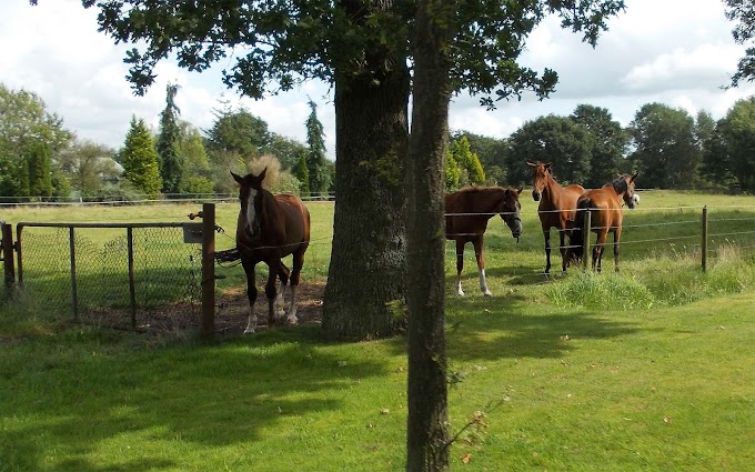 Bruine paarden achtergrond foto