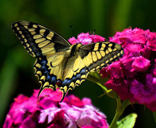 Schwalbenschwanz, Dovetail, swaelstert, përputhen, dovetail Schmetterling, mariposa, butterfly, fluture, papillon, бабочка, con bướm, motýl, fjäril, kupu-kupu, féileacán, farfalla, Leptir, drugelis, пеперутка, motyl,