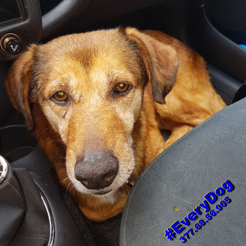 Adotta Un Cane Anziano