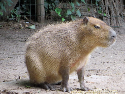 alt="capibara"