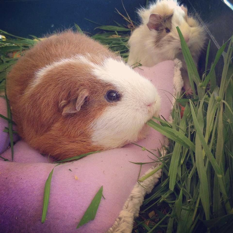All Things Guinea Pig Heat Stroke
