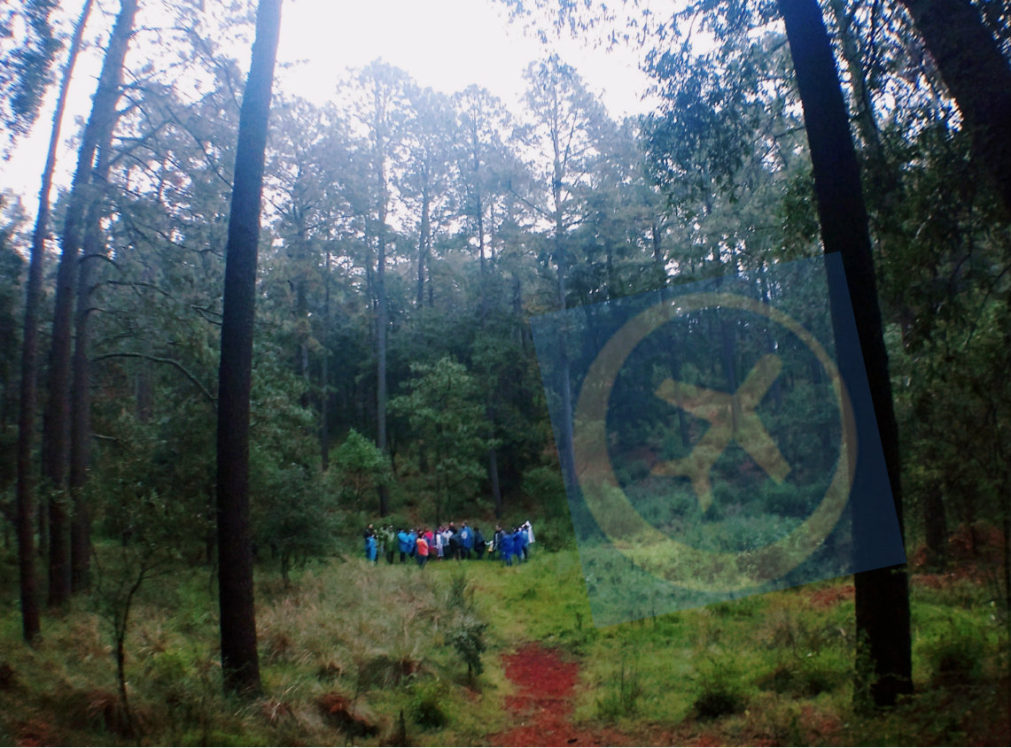 Conoce el bosque de las luciérnagas en Tlaxcala | viajaBonito