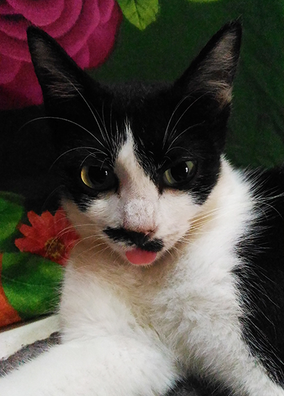 Akhirnya Aku Pelihara Kucing Lengkap Dengan Dramanya Cokelat Gosong By Hilda Ikka