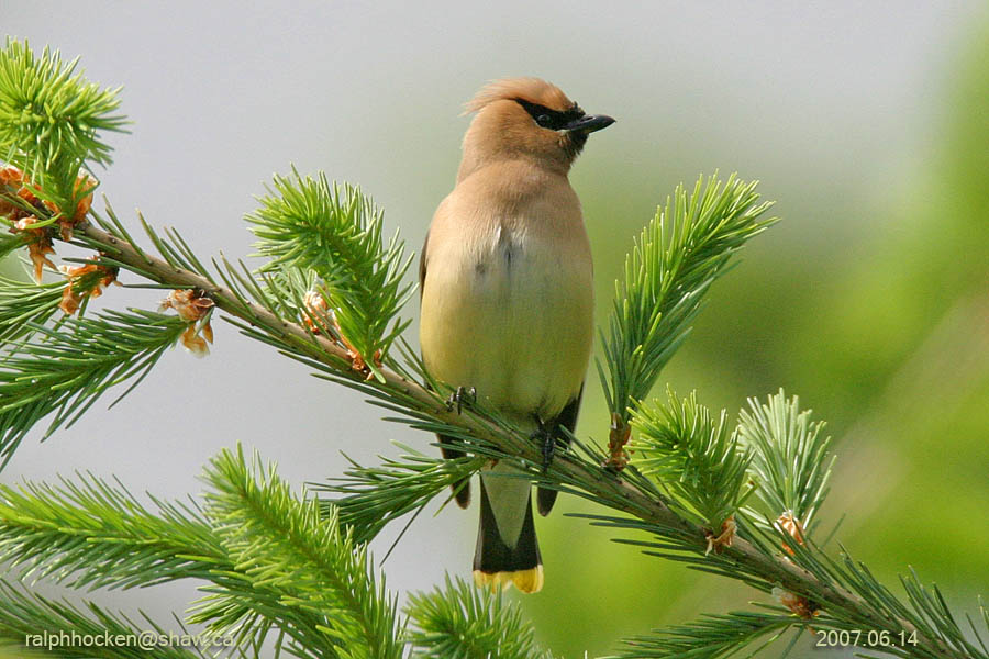 The Backyard Wildbird and Nature Store Nanaimo bird report, July 20, 2017