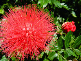 Red Powder Puff tree Calliandra haematocephala  Universal Studios Orlando by garden muses-not another Toronto garden blog