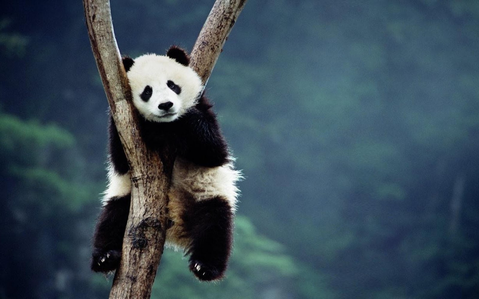 Kumpulan Gambar Lucu Kartun Panda Gambar Gokil