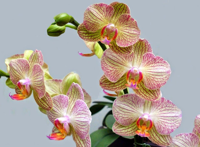 anh-phong-lan-rung-dep- anh-phong-lan-rung-dep-