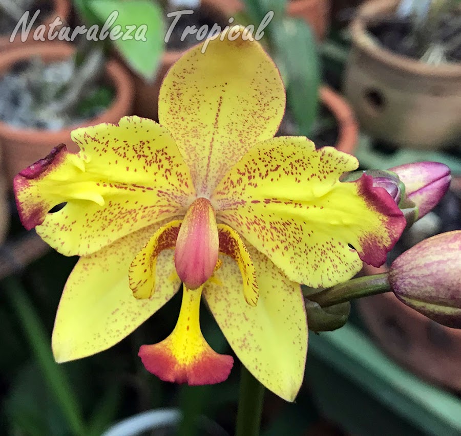 Híbrido del género Spathoglottis poco conocido llamado Spathoglottis Golden Gift `Rasselmi Roig´