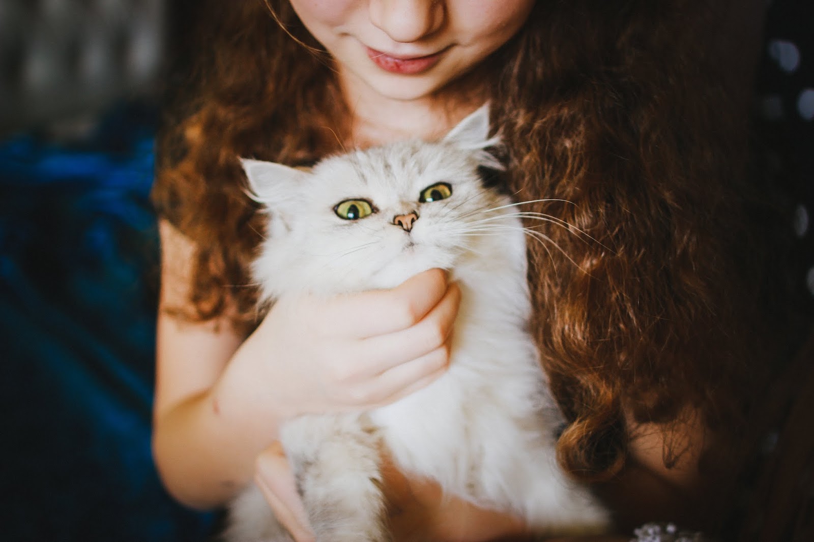 5 dicas básicas para cuidar do seu gato 5 dicas básicas para cuidar do seu gato