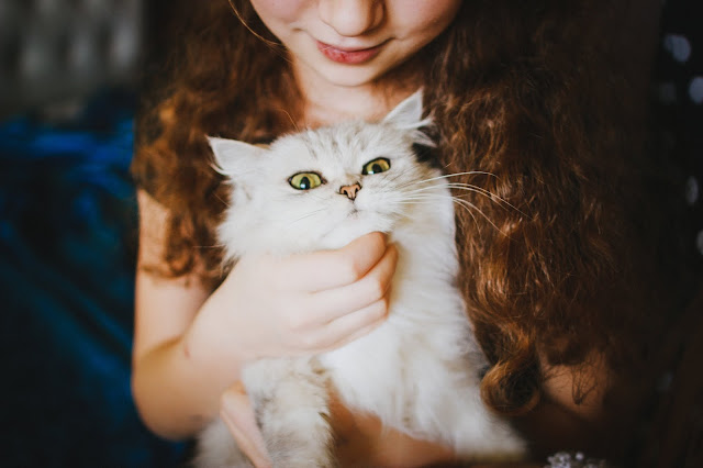 5 dicas básicas para cuidar do seu gato 5 dicas básicas para cuidar do seu gato