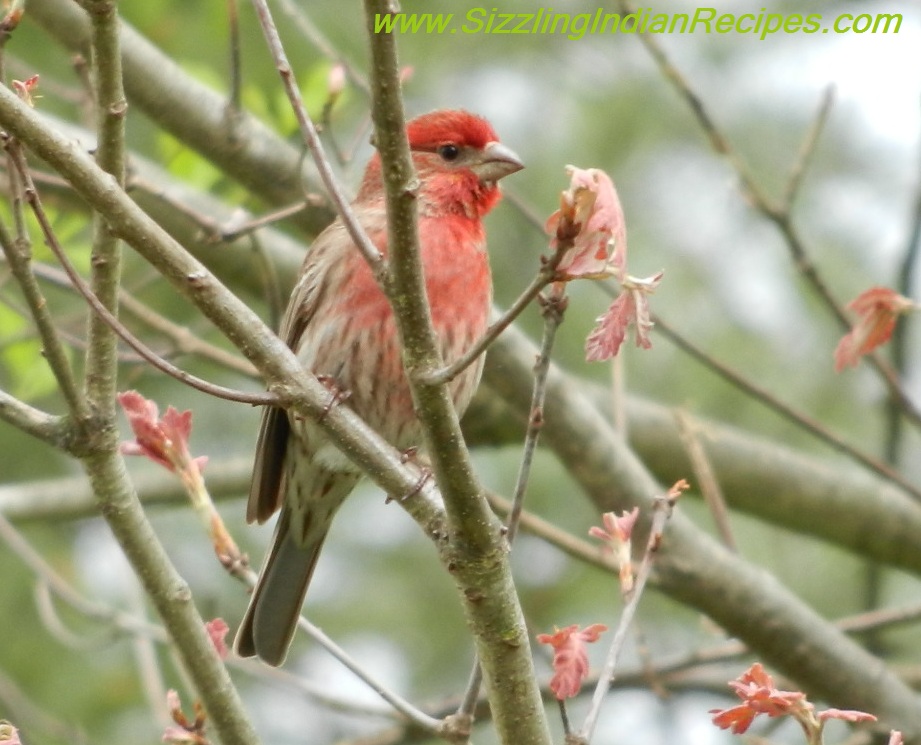 Sizzling Indian Recipes.....: House Finches enjoying bath in the