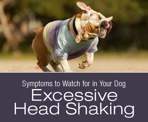 Symptoms To Watch For In Your Dog: Excessive Head Shaking