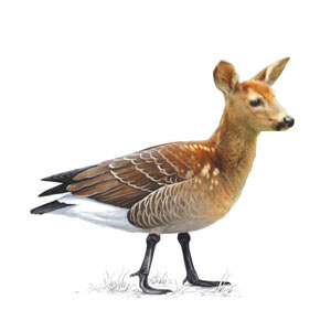 What do you get when a deer and a goose hatch eggs together?