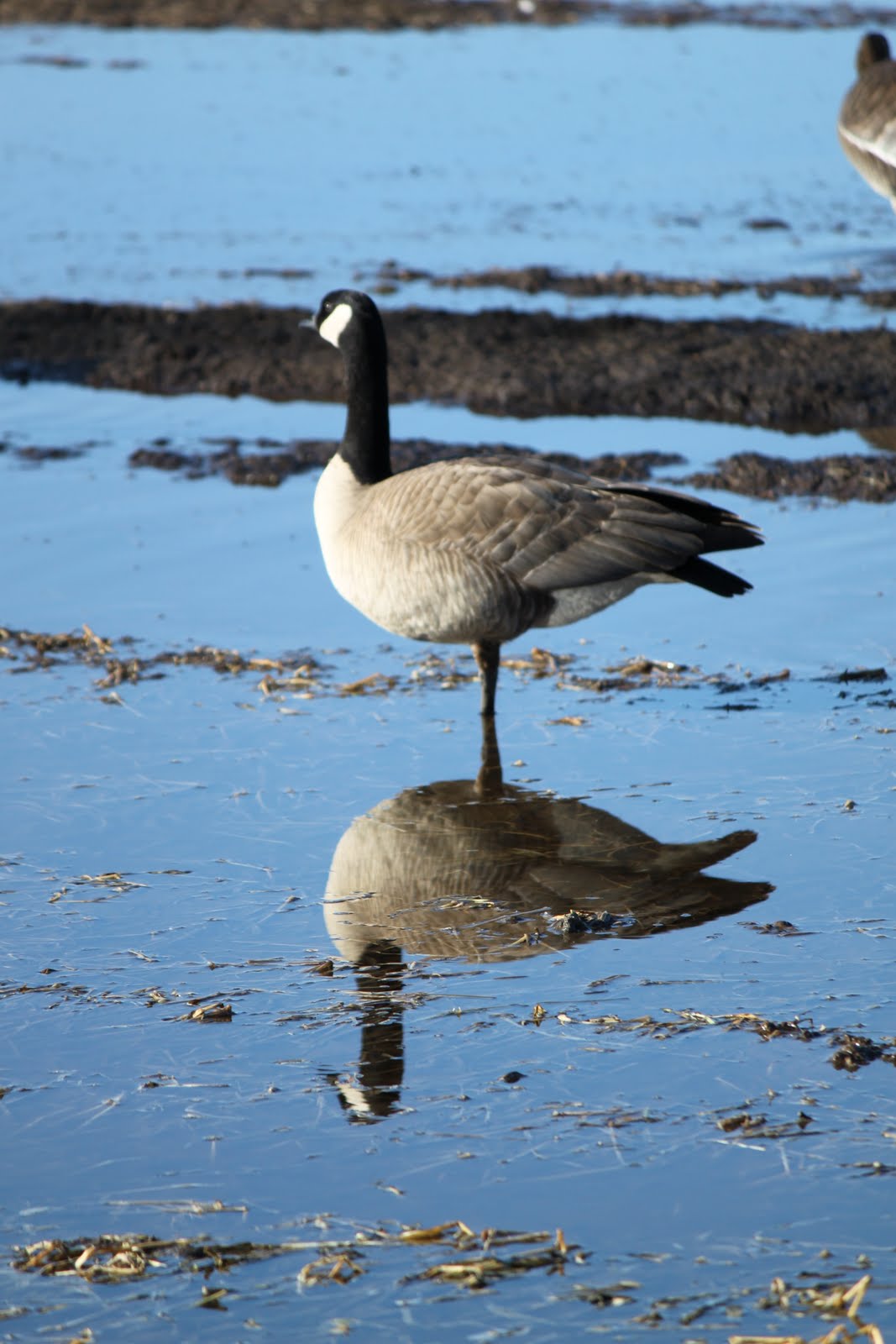 Katie's Northern Exposure Creamer's Field