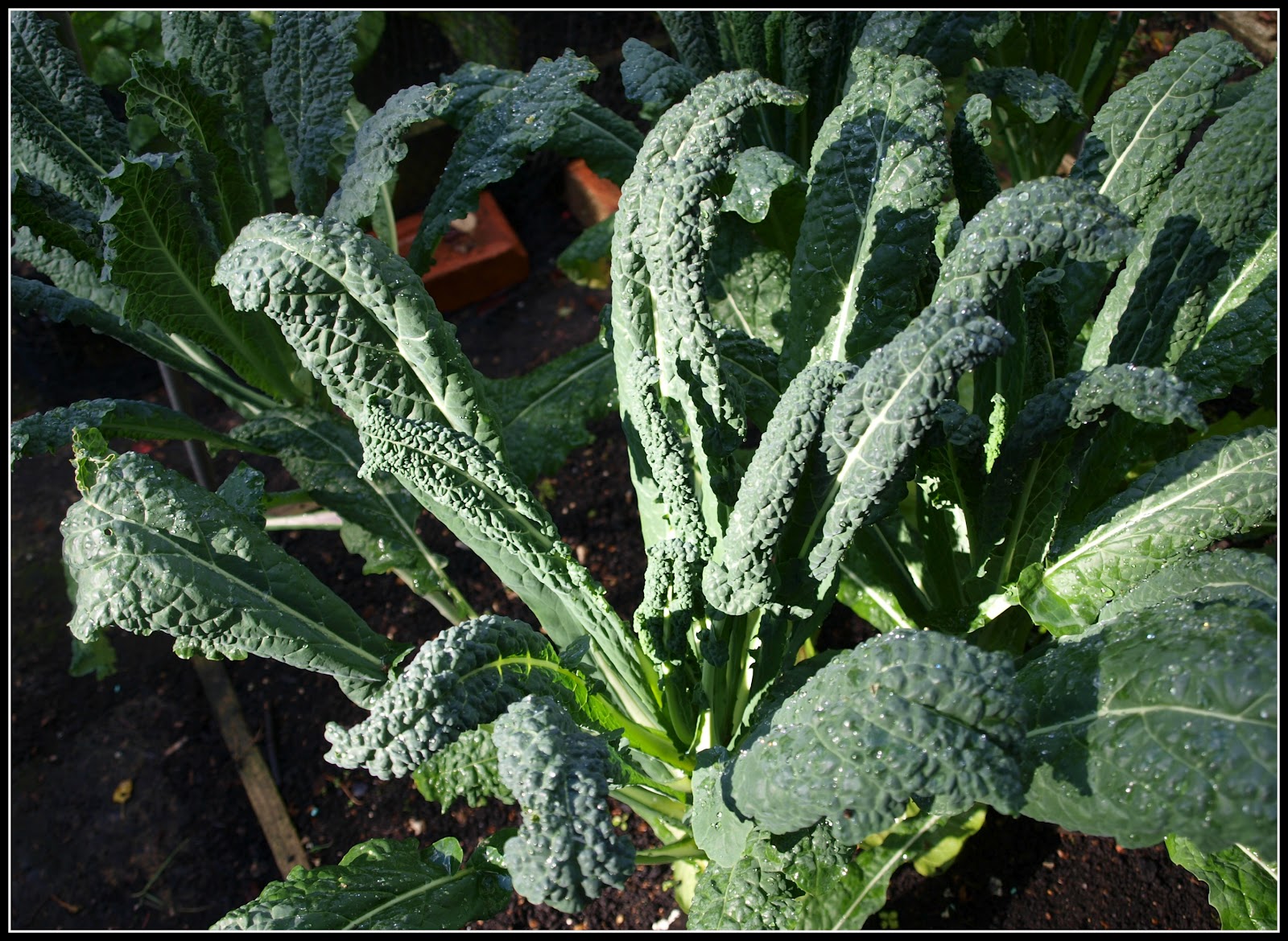 Mark's Veg Plot Spotlight on Cavolo Nero